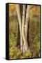 USA, Montana, Russell Gates Park. Tree montage.-Jaynes Gallery-Framed Stretched Canvas
