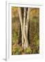 USA, Montana, Russell Gates Park. Tree montage.-Jaynes Gallery-Framed Premium Photographic Print