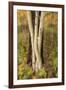 USA, Montana, Russell Gates Park. Tree montage.-Jaynes Gallery-Framed Premium Photographic Print