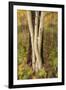 USA, Montana, Russell Gates Park. Tree montage.-Jaynes Gallery-Framed Premium Photographic Print