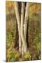 USA, Montana, Russell Gates Park. Tree montage.-Jaynes Gallery-Mounted Premium Photographic Print