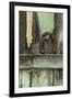 USA, Montana. Rusty Horseshoe on Old Fence-Jaynes Gallery-Framed Premium Photographic Print
