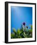 Usa, Mount Rainier National Park, backlit Indian paintbrush from low perspective-Merrill Images-Framed Photographic Print