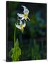 Usa, Mount Rainier National Park, Great White Fawn lily-Merrill Images-Stretched Canvas