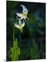 Usa, Mount Rainier National Park, Great White Fawn lily-Merrill Images-Mounted Photographic Print