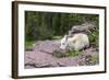 USA, MT, Glacier NP. Logan Pass. Mountain Goat Kid Hunkers Down in Cold-Trish Drury-Framed Photographic Print