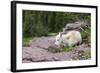 USA, MT, Glacier NP. Logan Pass. Mountain Goat Kid Hunkers Down in Cold-Trish Drury-Framed Photographic Print