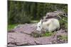 USA, MT, Glacier NP. Logan Pass. Mountain Goat Kid Hunkers Down in Cold-Trish Drury-Mounted Photographic Print