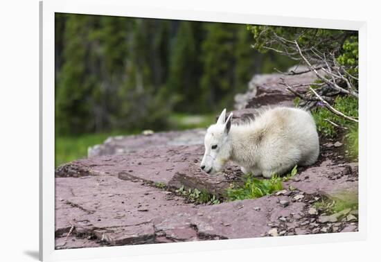 USA, MT, Glacier NP. Logan Pass. Mountain Goat Kid Hunkers Down in Cold-Trish Drury-Framed Photographic Print