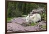 USA, MT, Glacier NP. Logan Pass. Mountain Goat Kid Hunkers Down in Cold-Trish Drury-Framed Photographic Print