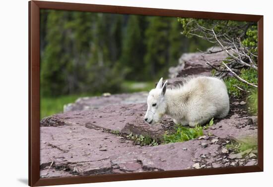 USA, MT, Glacier NP. Logan Pass. Mountain Goat Kid Hunkers Down in Cold-Trish Drury-Framed Photographic Print