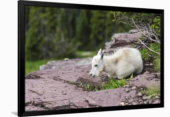 USA, MT, Glacier NP. Logan Pass. Mountain Goat Kid Hunkers Down in Cold-Trish Drury-Framed Photographic Print