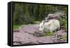 USA, MT, Glacier NP. Logan Pass. Mountain Goat Kid Hunkers Down in Cold-Trish Drury-Framed Stretched Canvas