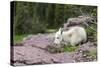 USA, MT, Glacier NP. Logan Pass. Mountain Goat Kid Hunkers Down in Cold-Trish Drury-Stretched Canvas