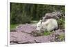 USA, MT, Glacier NP. Logan Pass. Mountain Goat Kid Hunkers Down in Cold-Trish Drury-Framed Premium Photographic Print