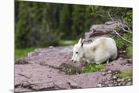 USA, MT, Glacier NP. Logan Pass. Mountain Goat Kid Hunkers Down in Cold-Trish Drury-Mounted Premium Photographic Print