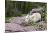 USA, MT, Glacier NP. Logan Pass. Mountain Goat Kid Hunkers Down in Cold-Trish Drury-Mounted Premium Photographic Print