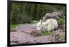 USA, MT, Glacier NP. Logan Pass. Mountain Goat Kid Hunkers Down in Cold-Trish Drury-Framed Premium Photographic Print