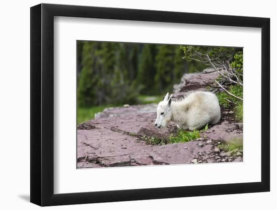 USA, MT, Glacier NP. Logan Pass. Mountain Goat Kid Hunkers Down in Cold-Trish Drury-Framed Photographic Print