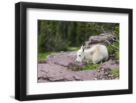 USA, MT, Glacier NP. Logan Pass. Mountain Goat Kid Hunkers Down in Cold-Trish Drury-Framed Photographic Print