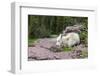 USA, MT, Glacier NP. Logan Pass. Mountain Goat Kid Hunkers Down in Cold-Trish Drury-Framed Photographic Print