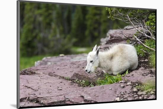 USA, MT, Glacier NP. Logan Pass. Mountain Goat Kid Hunkers Down in Cold-Trish Drury-Mounted Photographic Print
