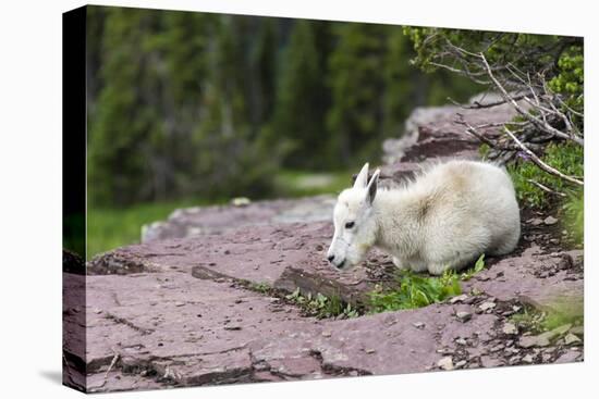 USA, MT, Glacier NP. Logan Pass. Mountain Goat Kid Hunkers Down in Cold-Trish Drury-Stretched Canvas