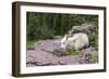 USA, MT, Glacier NP. Logan Pass. Mountain Goat Kid Hunkers Down in Cold-Trish Drury-Framed Photographic Print