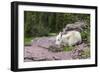 USA, MT, Glacier NP. Logan Pass. Mountain Goat Kid Hunkers Down in Cold-Trish Drury-Framed Photographic Print