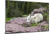 USA, MT, Glacier NP. Logan Pass. Mountain Goat Kid Hunkers Down in Cold-Trish Drury-Mounted Photographic Print