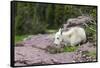 USA, MT, Glacier NP. Logan Pass. Mountain Goat Kid Hunkers Down in Cold-Trish Drury-Framed Stretched Canvas