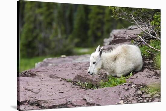 USA, MT, Glacier NP. Logan Pass. Mountain Goat Kid Hunkers Down in Cold-Trish Drury-Stretched Canvas