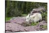USA, MT, Glacier NP. Logan Pass. Mountain Goat Kid Hunkers Down in Cold-Trish Drury-Stretched Canvas