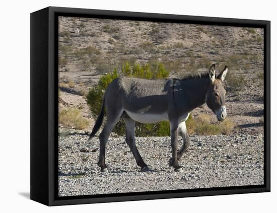 USA, Nevada. Beatty, Wild Burro in Beatty along State Highway 374-Bernard Friel-Framed Stretched Canvas