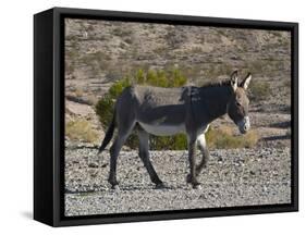 USA, Nevada. Beatty, Wild Burro in Beatty along State Highway 374-Bernard Friel-Framed Stretched Canvas