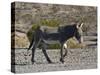 USA, Nevada. Beatty, Wild Burro in Beatty along State Highway 374-Bernard Friel-Stretched Canvas