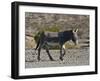 USA, Nevada. Beatty, Wild Burro in Beatty along State Highway 374-Bernard Friel-Framed Photographic Print