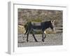 USA, Nevada. Beatty, Wild Burro in Beatty along State Highway 374-Bernard Friel-Framed Photographic Print