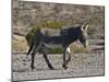 USA, Nevada. Beatty, Wild Burro in Beatty along State Highway 374-Bernard Friel-Mounted Photographic Print