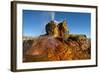 USA, Nevada, Gerlach, Fly Geyser, Black Rock Desert-Bernard Friel-Framed Photographic Print