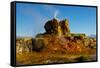 USA, Nevada, Gerlach, Fly Geyser, Black Rock Desert-Bernard Friel-Framed Stretched Canvas