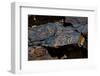 USA, Nevada. Hiko Basin and Range National Monument, White River Narrows, Rock Art-Bernard Friel-Framed Photographic Print