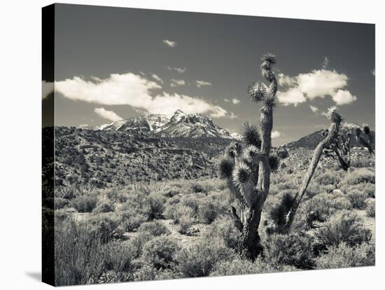 USA, Nevada, Las Vegas Area, Mt. Charleston, Mountain Landscape-Walter Bibikow-Stretched Canvas