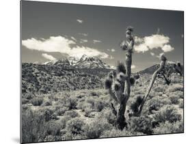 USA, Nevada, Las Vegas Area, Mt. Charleston, Mountain Landscape-Walter Bibikow-Mounted Photographic Print