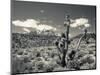 USA, Nevada, Las Vegas Area, Mt. Charleston, Mountain Landscape-Walter Bibikow-Mounted Photographic Print