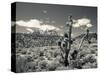 USA, Nevada, Las Vegas Area, Mt. Charleston, Mountain Landscape-Walter Bibikow-Stretched Canvas