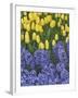 USA, Nevada, Las Vegas. Hyacinth and yellow tulips in garden.-Jaynes Gallery-Framed Photographic Print