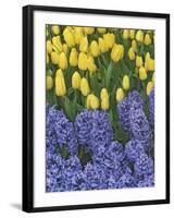 USA, Nevada, Las Vegas. Hyacinth and yellow tulips in garden.-Jaynes Gallery-Framed Photographic Print