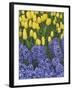 USA, Nevada, Las Vegas. Hyacinth and yellow tulips in garden.-Jaynes Gallery-Framed Photographic Print