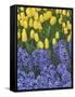 USA, Nevada, Las Vegas. Hyacinth and yellow tulips in garden.-Jaynes Gallery-Framed Stretched Canvas